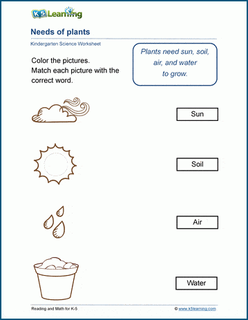 plant worksheet for preschool