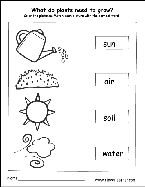 plant worksheet
