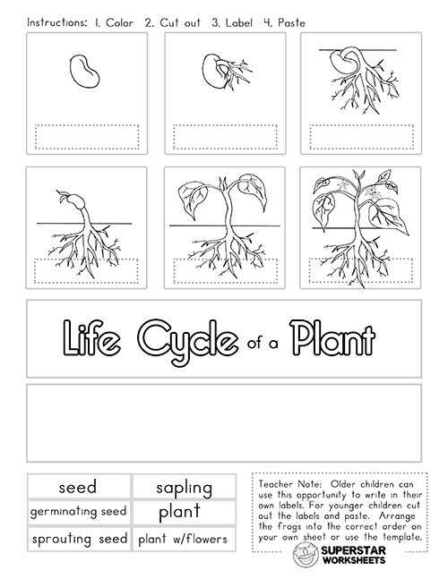 Plant Life Cycle Worksheets -Worksheets Library