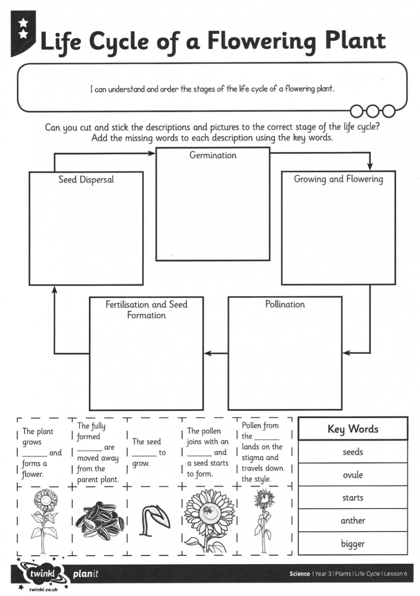 Adapting Plant Life Cycle Worksheet - Paths to Literacy