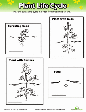 Plant Life Cycle | Interactive Worksheet 