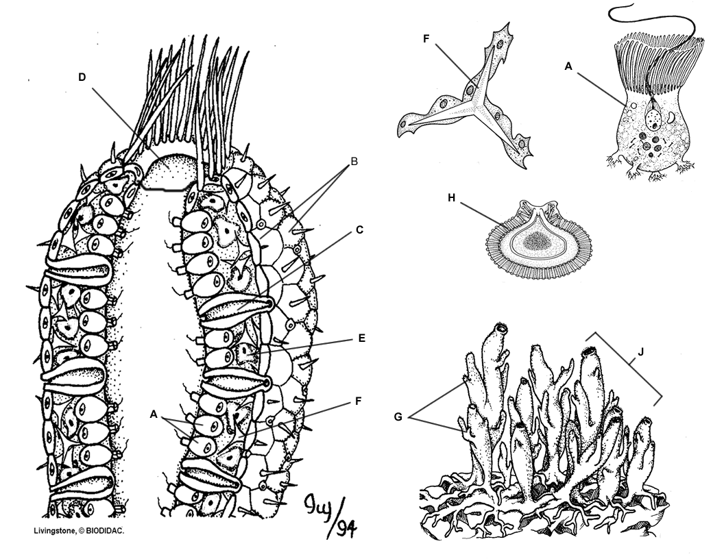 porifera worksheet