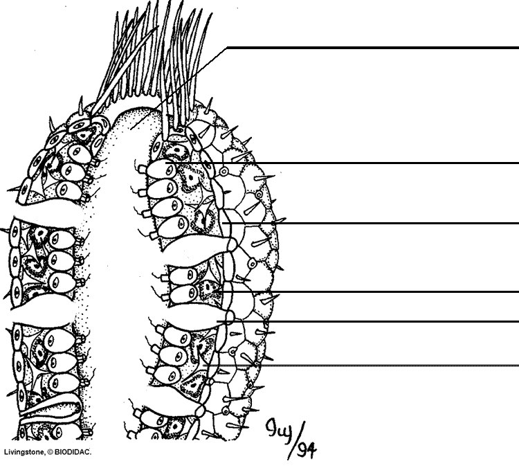 porifera worksheet