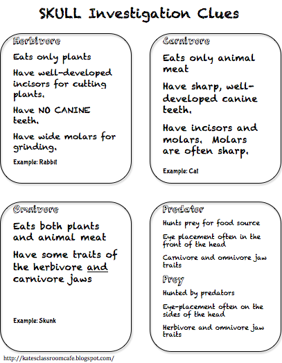 Kates Science Classroom Cafe: Skull Investigation Activity for ...