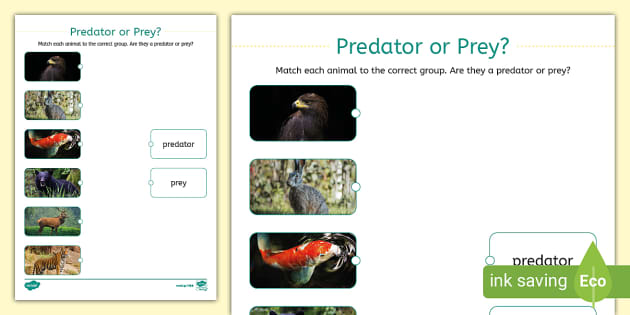 Predator or Prey? Matching Worksheet (Lehrer gemacht)