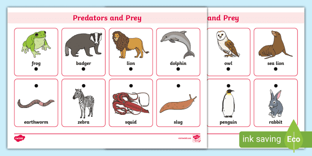 Predator or Prey? Matching Worksheet (Lehrer gemacht)