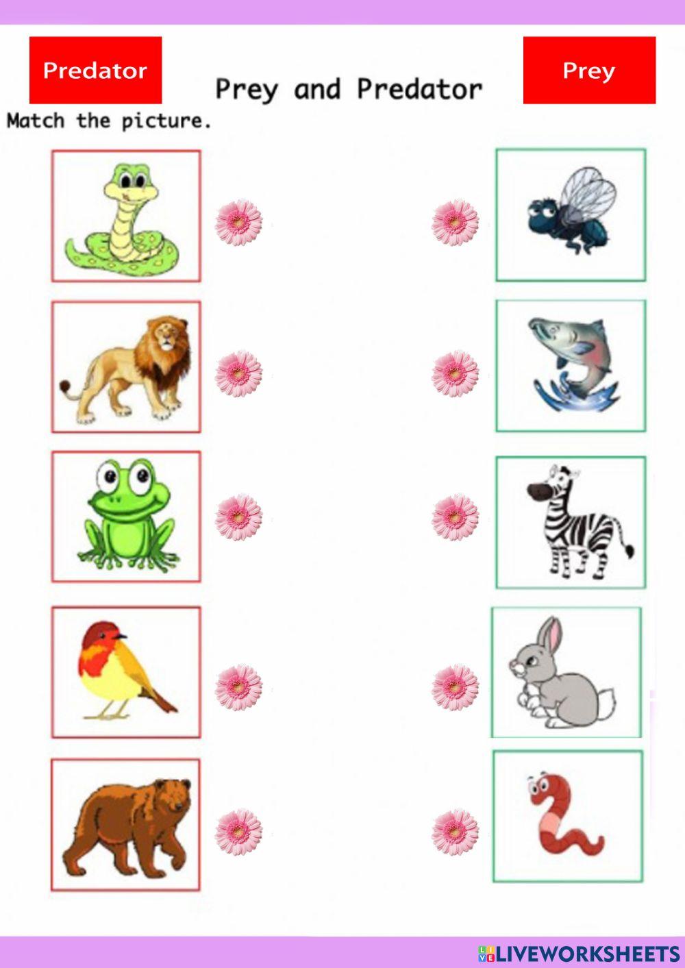 Lesson 12 : Predator and Prey worksheet Live Worksheets Worksheets