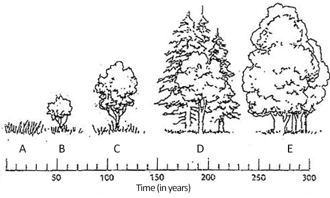 Examining the Stages of Succession