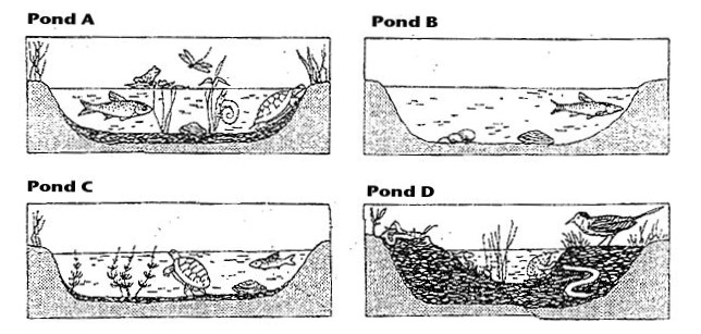 Examining the Stages of Succession