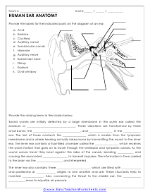 Human Body Worksheets
