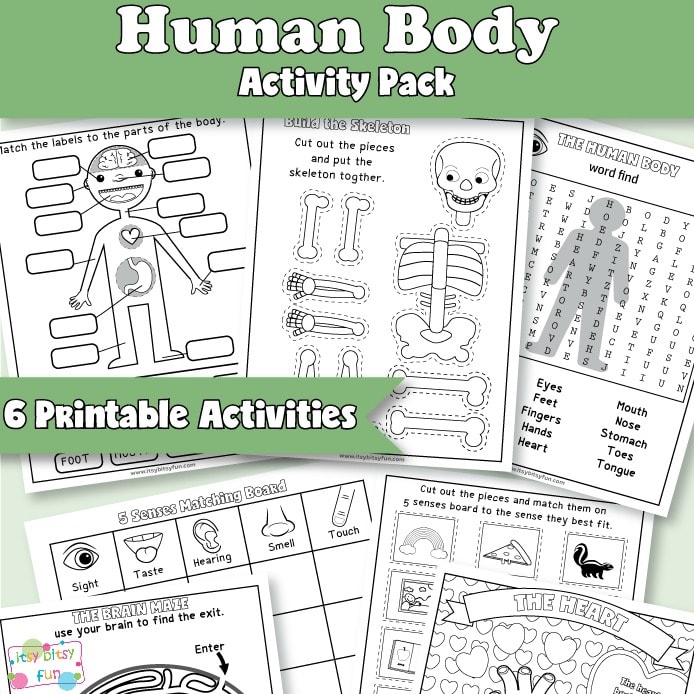 Human Body Worksheets - Itsy Bitsy Fun