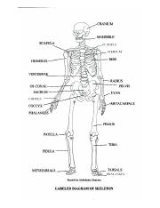 human-anatomy-and-physiology-worksheets-skeleton-skeletal-system ...