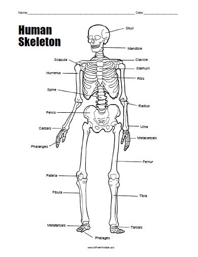printable anatomy worksheet