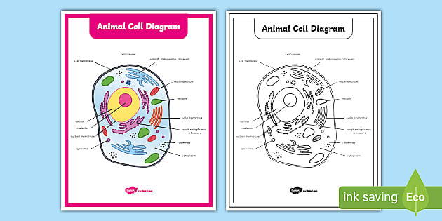 printable animal cell pictures