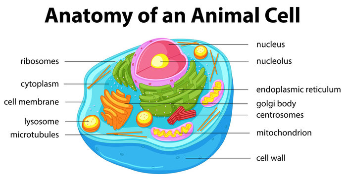 printable animal cell pictures