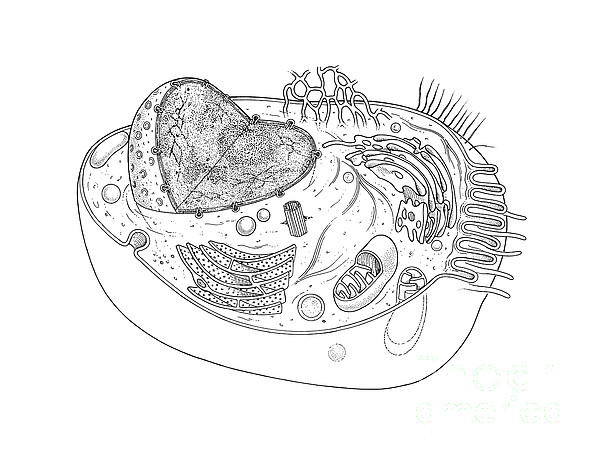 printable animal cell pictures