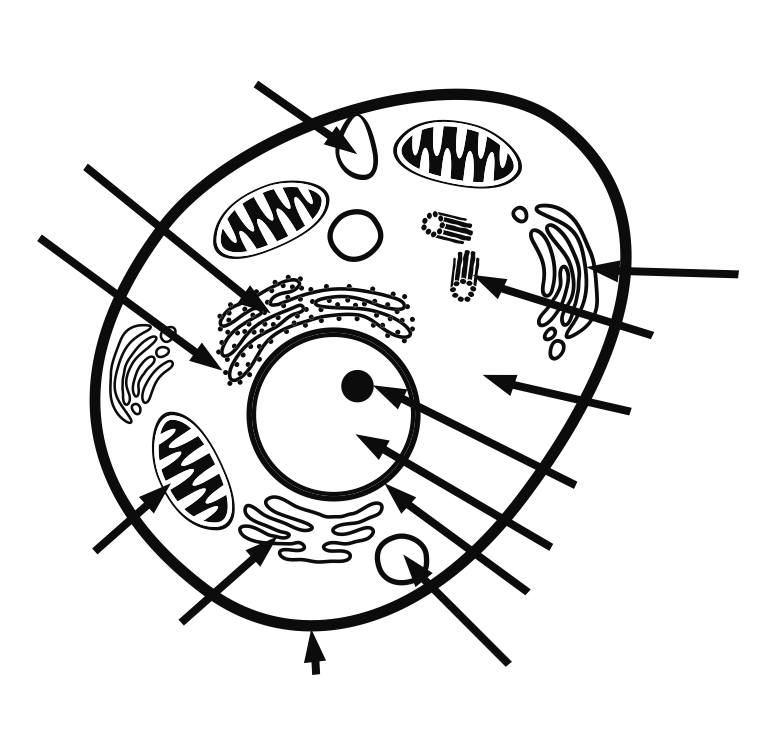 printable animal cell pictures