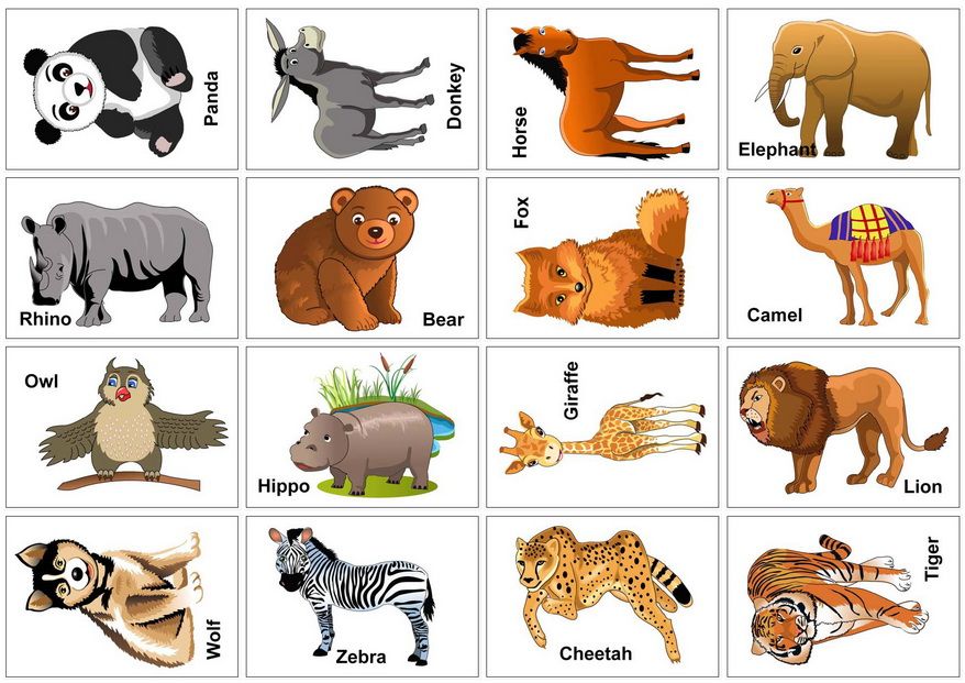 Animal Flash Cards - 10 Free PDF Printables | Printablee