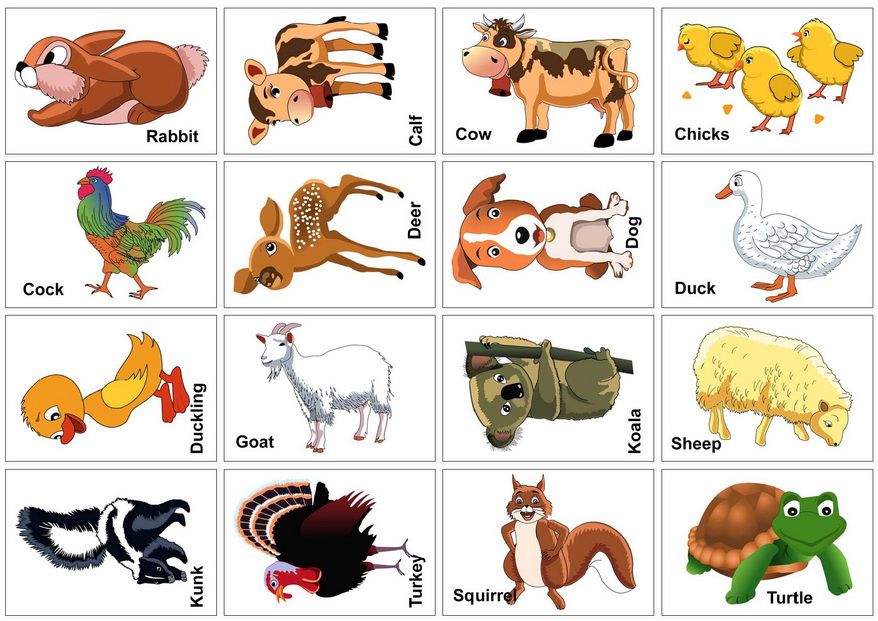 Animal Flash Cards - 10 Free PDF Printables | Printablee