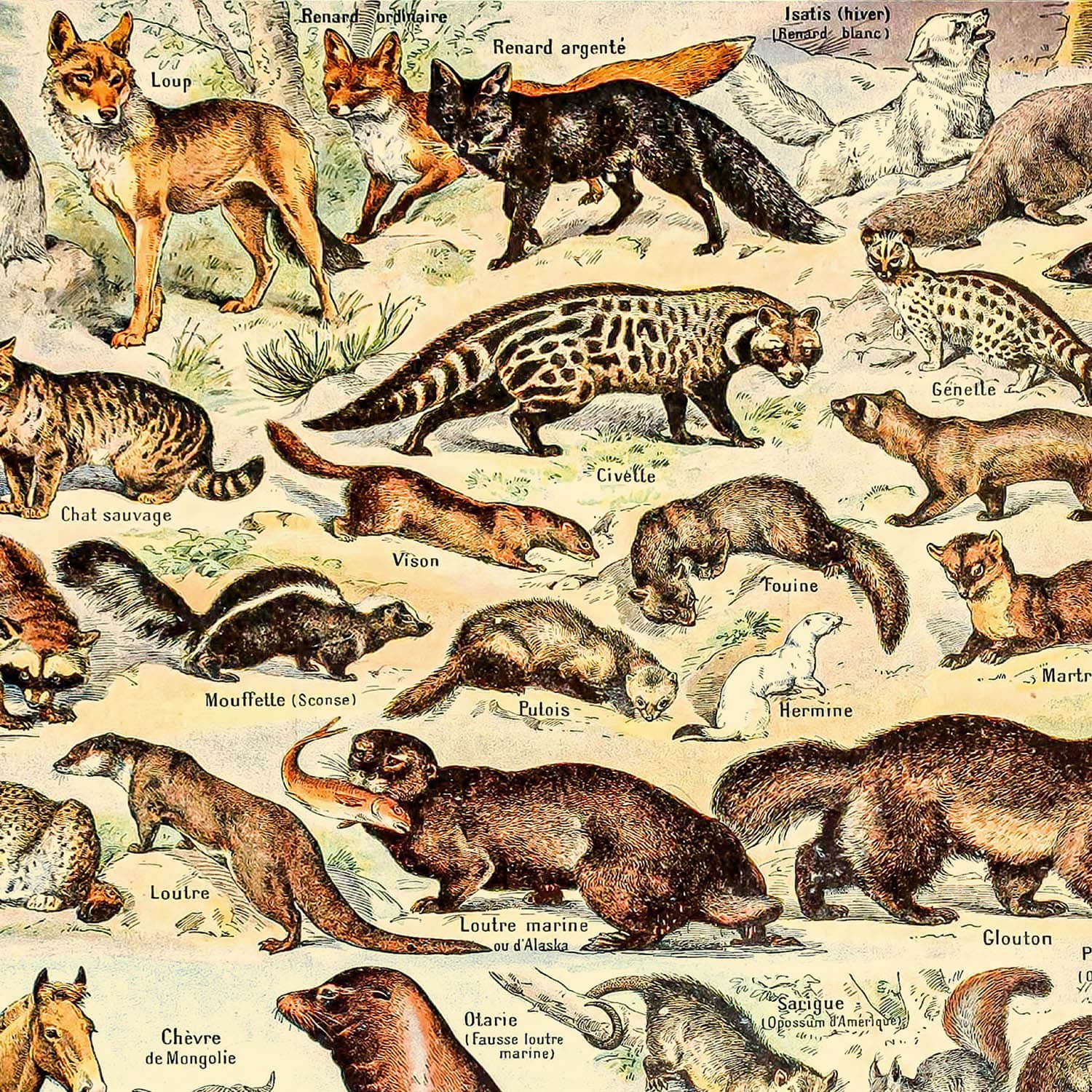 Chart Of A To Z Wild Animals Stock Vector Image
