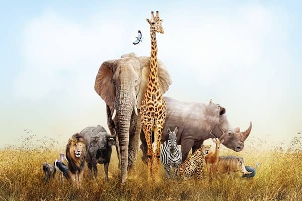 60+ FUN Animal Trivia Questions for 2024!