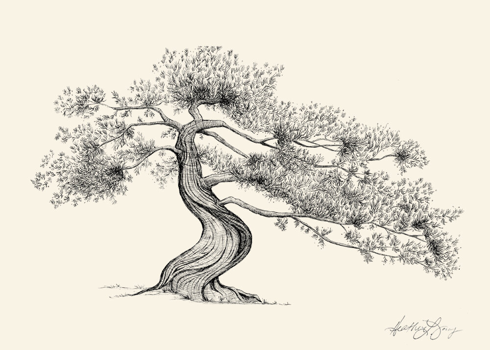 Juniper Tree Drawing - Fine Art Print - Pen and Ink Sketch by ...