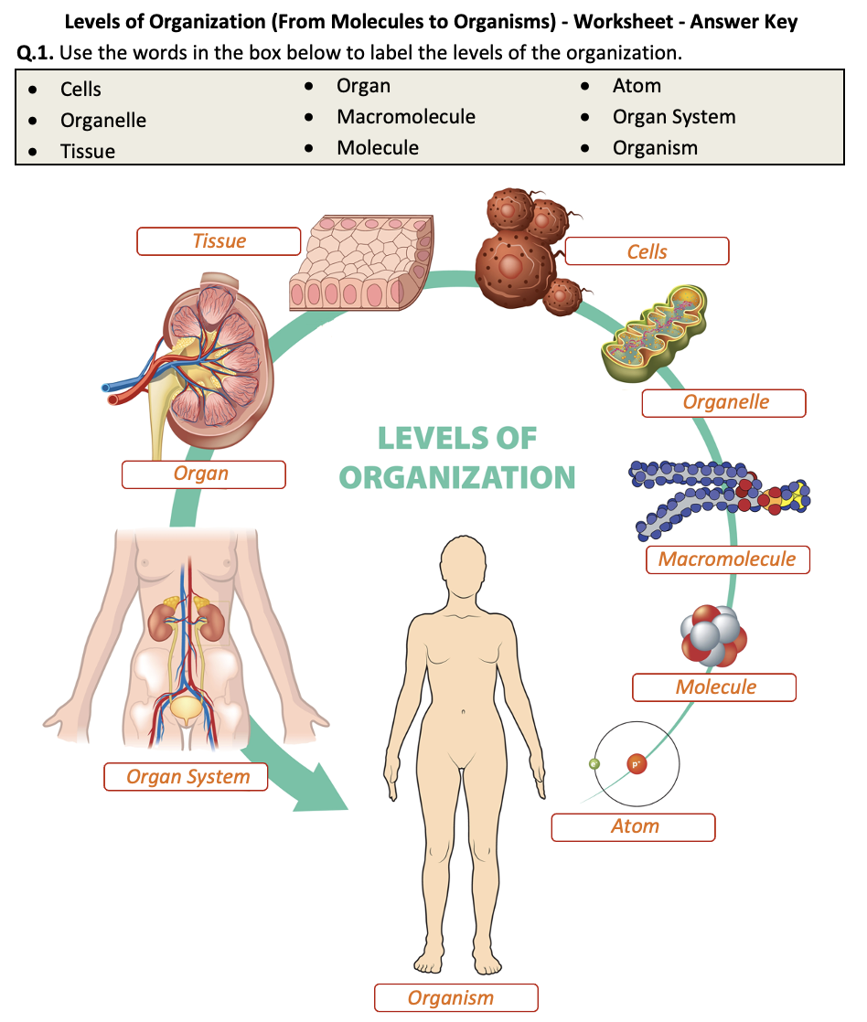 Levels of Organization (From Molecules to Organisms) - Worksheet ...