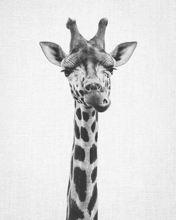 printable black and white animal pictures