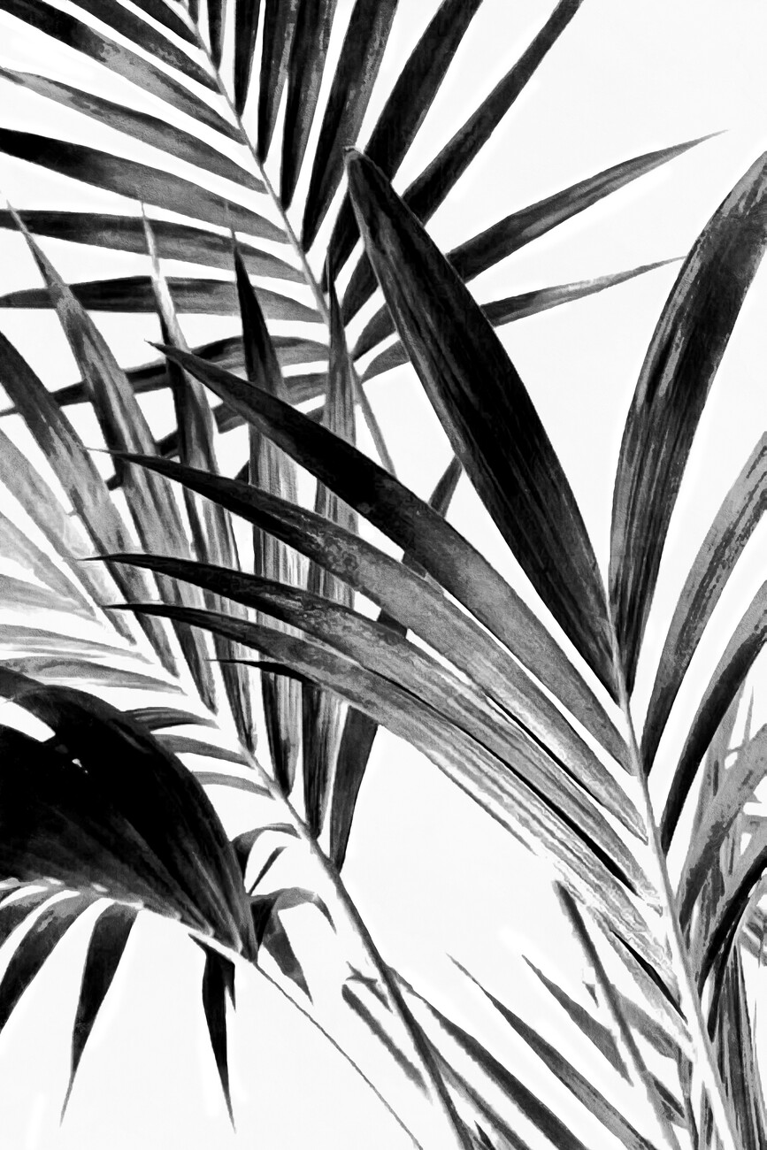 Palm Leaves Black and White 02 | Posters, Art Prints, Wall Murals ...
