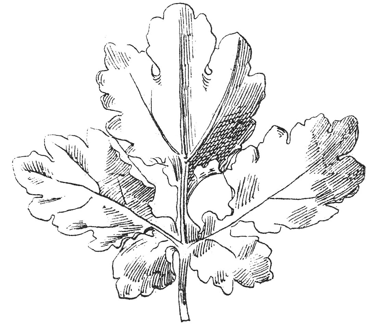 12 Leaf Clipart Black and White Leaves! - The Graphics Fairy