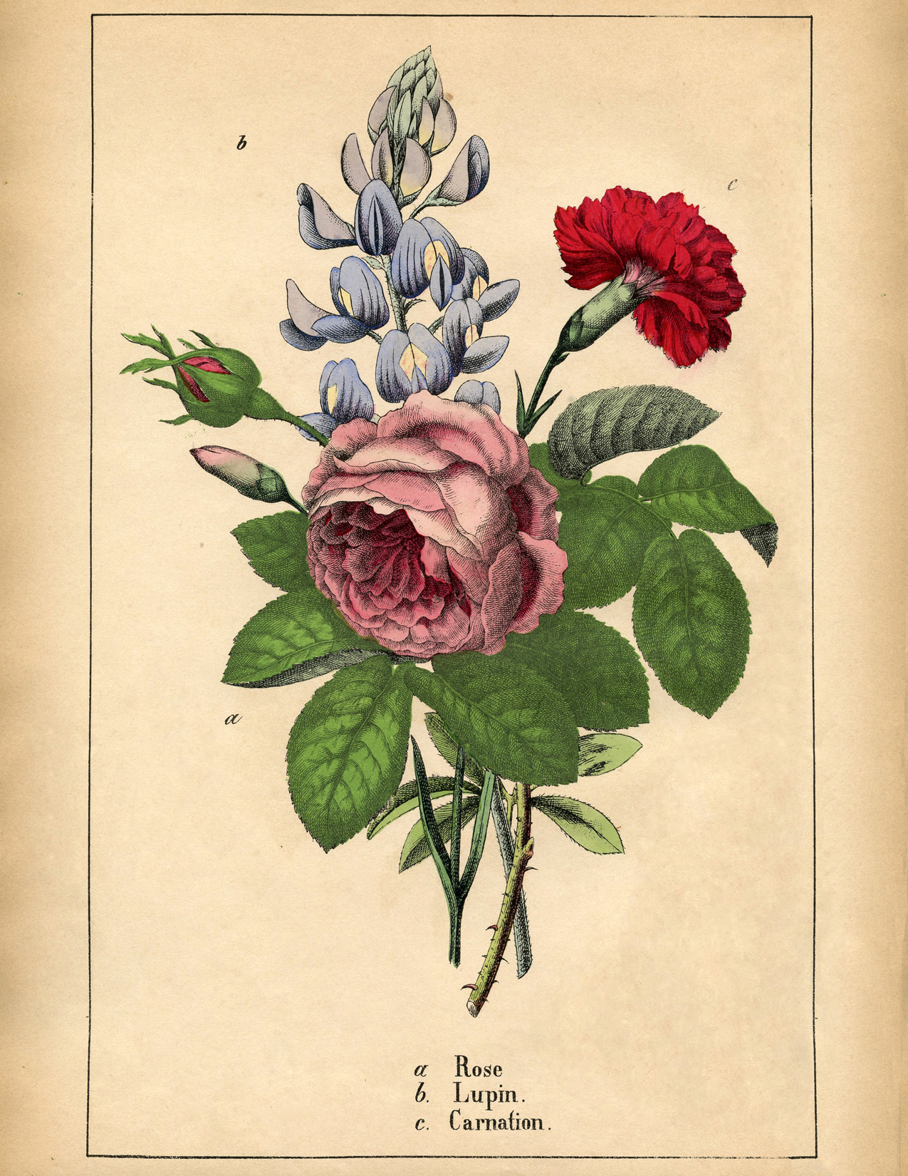 9 Botanical Flower Prints! - The Graphics Fairy
