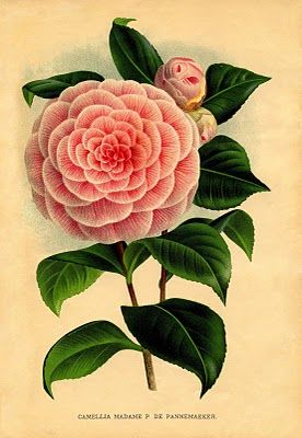 9 Botanical Flower Prints!