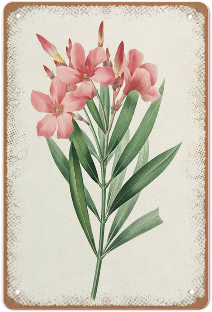 Rosa Oleander Flowers Printable Vintage Flower Illustration Botanical Wall  Art Print Vintage Style Wall Sign Wall Decor Gift for Mom Dad Friends Tin  ...
