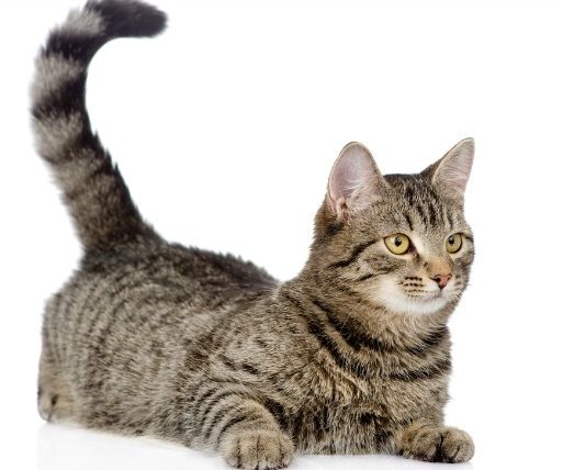 Engineering the Image of a Cat Into a 3D Printable Shape : 5 Steps ...