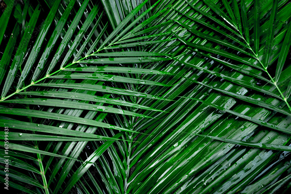 Photography coconut leaf