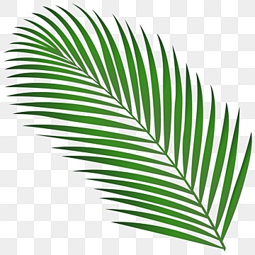 Coconut Leaves PNG Transparent Images Free Download | Vector Files ...