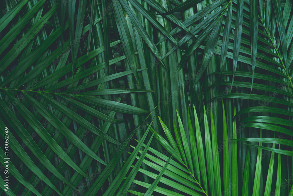 Photography coconut leaf