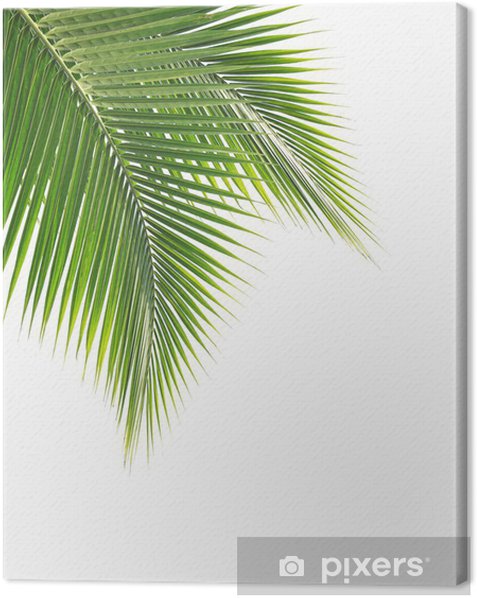 Canvas Print Green coconut leaf on white background - PIXERS.CO.NZ