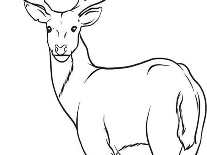 Free &  Easy To Print Deer Coloring Pages - Tulamama