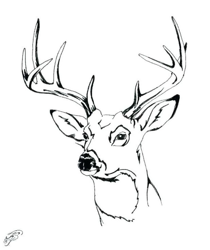 Printable Deer Coloring Pages (PDF Download) - Coloringfolder.com