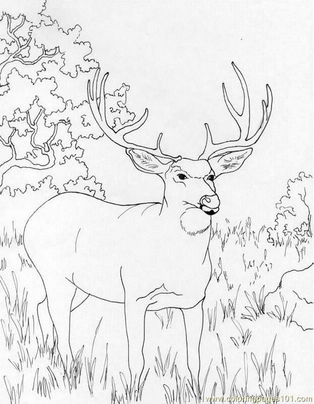 printable coloring pages deer