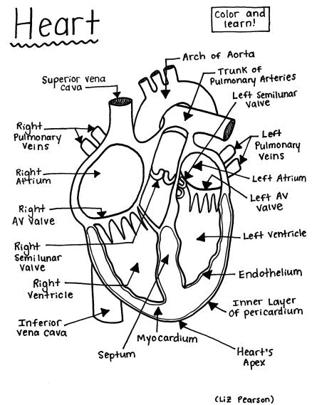 Heart - Printable Coloring Page - Educational &  Teaching Resource ...