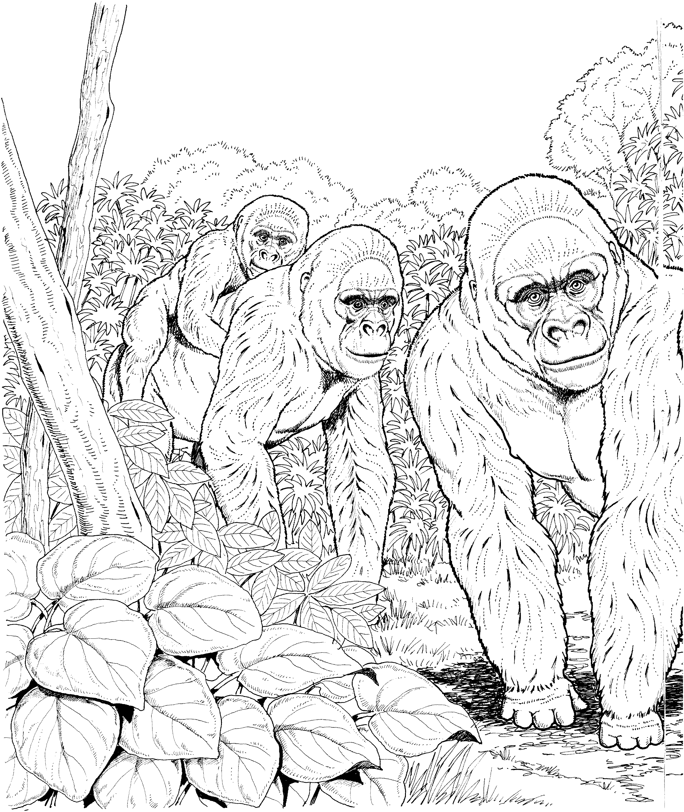 printable coloring pages gorilla