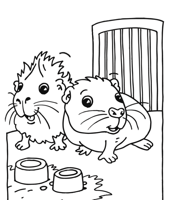printable coloring pages guinea pigs