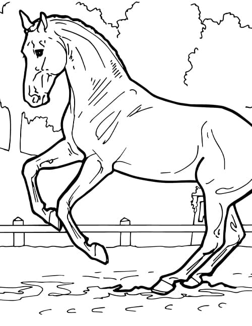 Coloring Pages — BreyerHorses.com