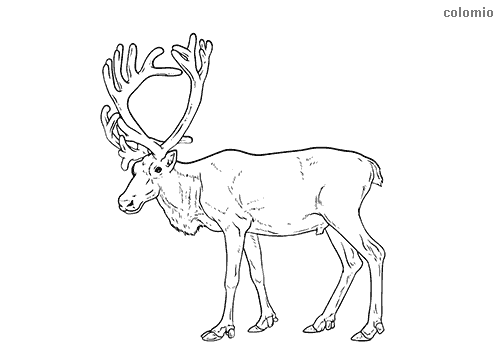 Reindeer coloring pages » Free &  Printable » Reindeer coloring sheets
