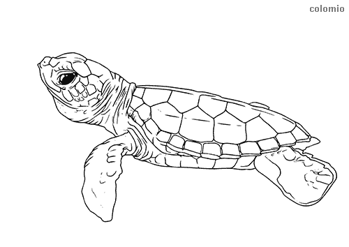 Zoo Animals coloring pages » Free &  Printable » Zoo coloring sheets
