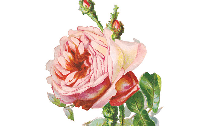 free-printable-decoupage-papers-floral-splendor-canvas-with-3d-worksheets-library for Free Printable Images For Decoupage Free Printable Decoupage Papers – Floral Splendor Canvas with 3D ... - Worksheets Library for Free Printable Images For Decoupage