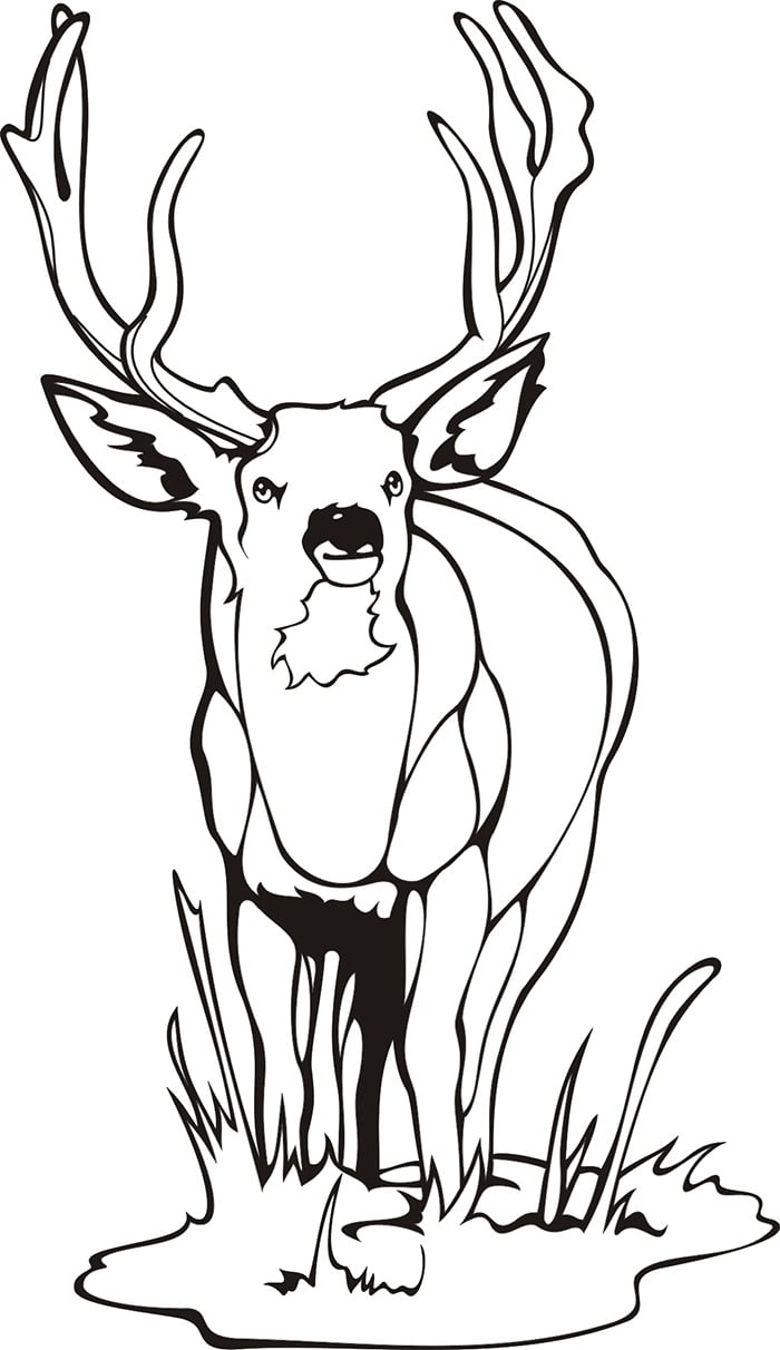 45+ Deer Templates - Animal Templates