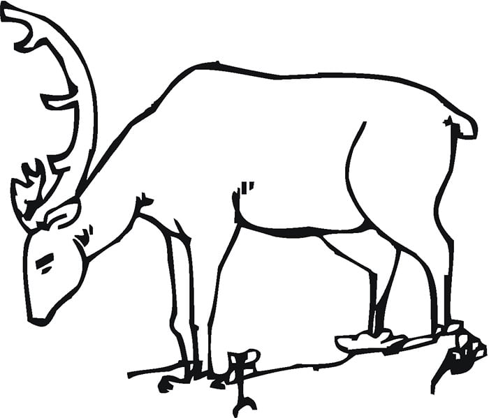 45+ Deer Templates - Animal Templates